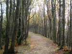 gal/2010/10 - Autunno in Casentino/_thb_sentiero_crinale1-01.jpg